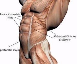Bạn có biết cấu tạo vùng cơ của bụng?