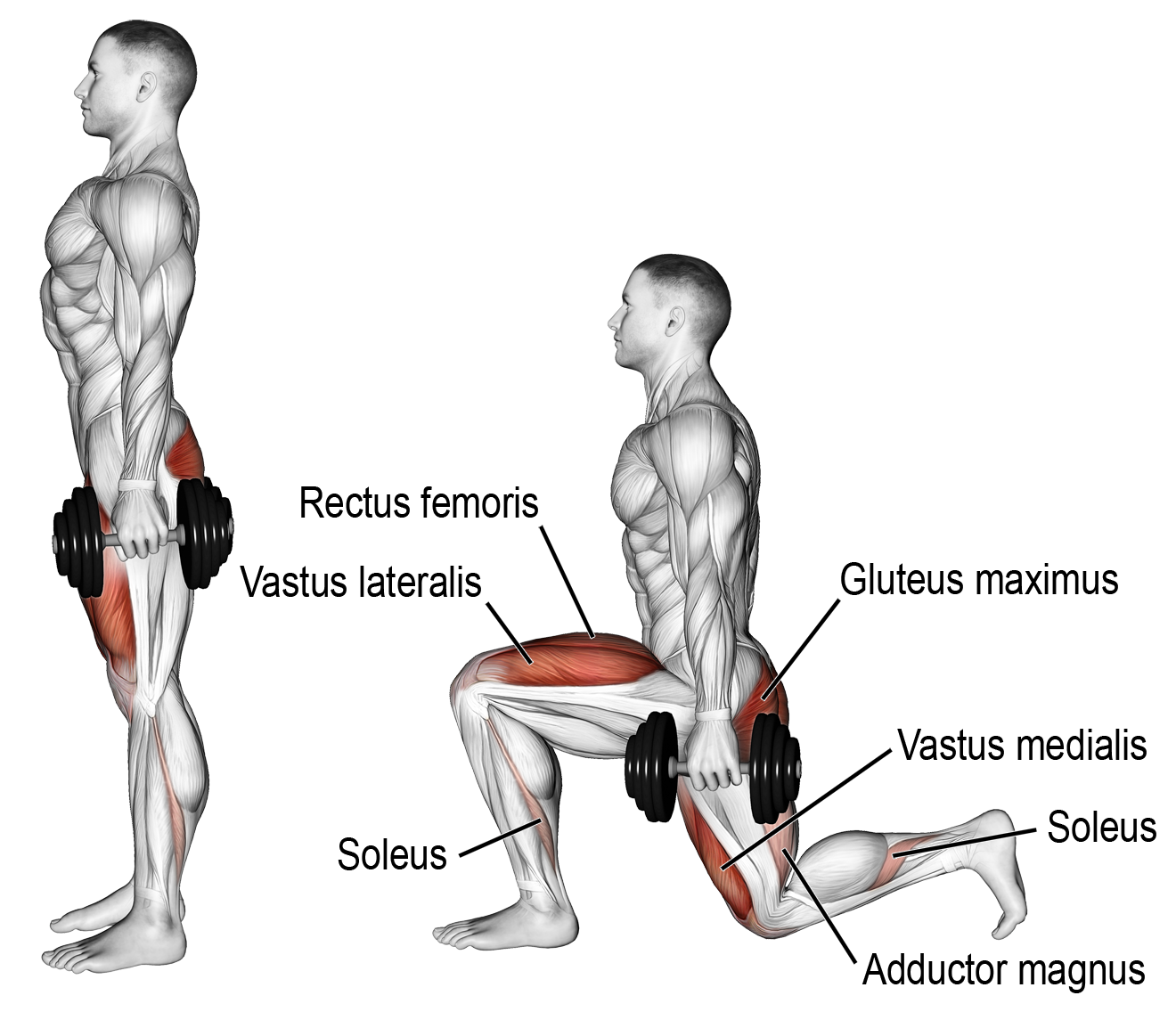 %C4%91%E1%BB%99ng%20t%C3%A1c%20Dumbbell%20Lunge(1).png