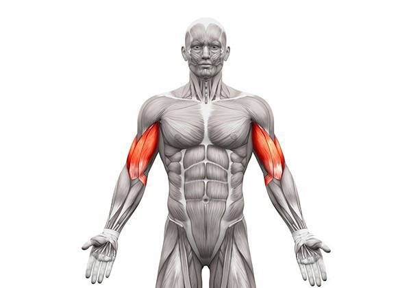Tìm hiểu biceps là gì