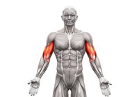 Tìm hiểu biceps là gì? Một số bài tập biceps hiệu quả tối ưu